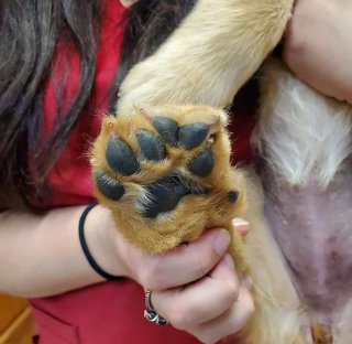 Illustration de l'article : 12 chats et chiens dont les particularités physiques les rendent encore plus craquants