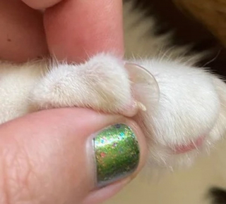 Illustration de l'article : 12 chats et chiens dont les particularités physiques les rendent encore plus craquants