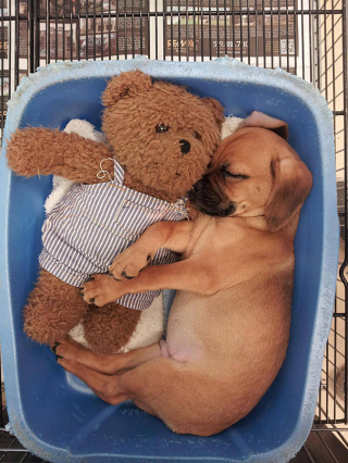 Illustration de l'article : 18 merveilleuses photos d'animaux se blottissant contre leur peluche préférée