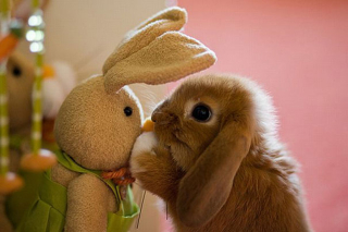 Illustration de l'article : 18 merveilleuses photos d'animaux se blottissant contre leur peluche préférée