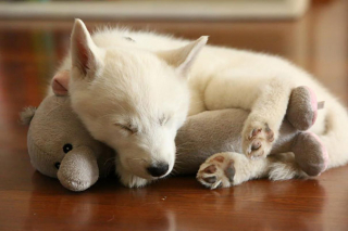 Illustration de l'article : 18 merveilleuses photos d'animaux se blottissant contre leur peluche préférée