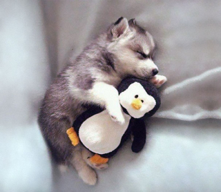 Illustration de l'article : 18 merveilleuses photos d'animaux se blottissant contre leur peluche préférée