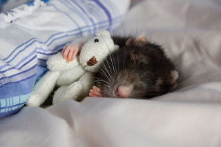 Illustration de l'article : 18 merveilleuses photos d'animaux se blottissant contre leur peluche préférée