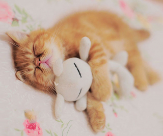 Illustration de l'article : 18 merveilleuses photos d'animaux se blottissant contre leur peluche préférée