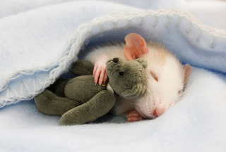 Illustration de l'article : 18 merveilleuses photos d'animaux se blottissant contre leur peluche préférée