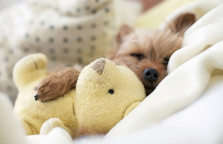 Illustration de l'article : 18 merveilleuses photos d'animaux se blottissant contre leur peluche préférée