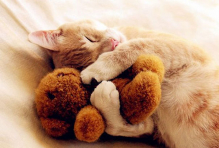 Illustration de l'article : 18 merveilleuses photos d'animaux se blottissant contre leur peluche préférée