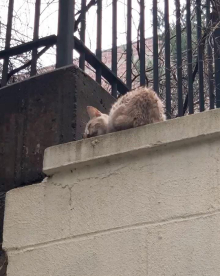 Illustration de l'article : Ce jeune chat qui attend la mort et miaule de désespoir reçoit une aide inespérée