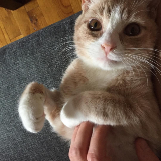 Illustration de l'article : Ce jeune chat qui attend la mort et miaule de désespoir reçoit une aide inespérée