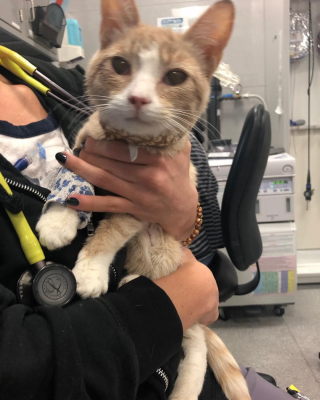 Illustration de l'article : Ce jeune chat qui attend la mort et miaule de désespoir reçoit une aide inespérée