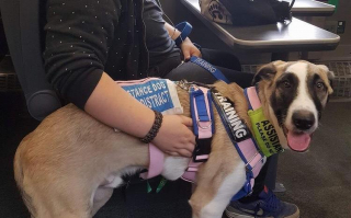 Illustration de l'article : Ce chien errant devient le compagnon le plus précieux d'une adolescente épileptique