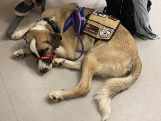 Illustration de l'article : Ce chien errant devient le compagnon le plus précieux d'une adolescente épileptique