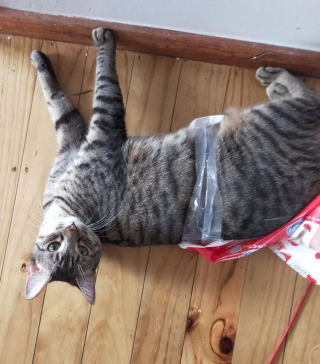 Illustration de l'article : 20 photos hilarantes d'animaux qui se font prendre la patte dans le sac !