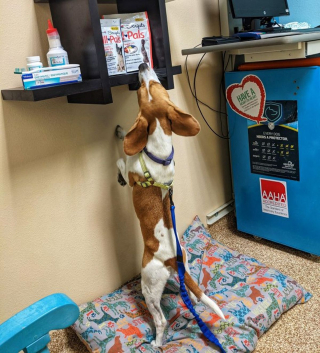 Illustration de l'article : 20 photos hilarantes d'animaux qui se font prendre la patte dans le sac !