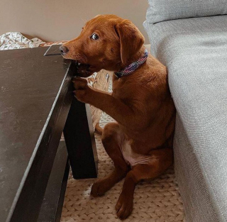 Illustration de l'article : 20 photos hilarantes d'animaux qui se font prendre la patte dans le sac !
