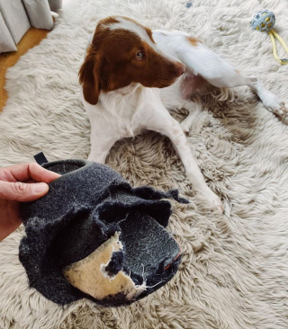 Illustration de l'article : 20 photos hilarantes d'animaux qui se font prendre la patte dans le sac !