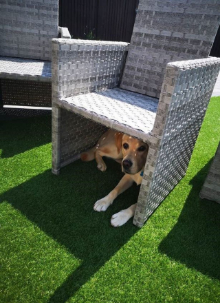 Illustration de l'article : Un chien goûte à l’eau du jacuzzi et se retrouve aux urgences vétérinaires, plongeant ses maîtres dans l’angoisse