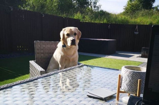 Illustration de l'article : Un chien goûte à l’eau du jacuzzi et se retrouve aux urgences vétérinaires, plongeant ses maîtres dans l’angoisse