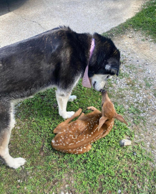 Illustration de l'article : Une chienne devient la meilleure amie d'un faon malade et livré à lui-même (vidéo)