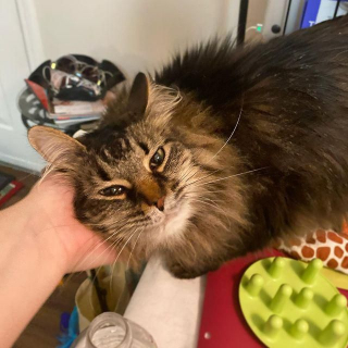 Illustration de l'article : En sauvant un chaton errant, cette employée de bureau lui offre tout ce dont il a toujours rêvé