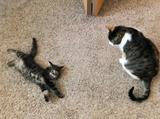 Illustration de l'article : En sauvant un chaton errant, cette employée de bureau lui offre tout ce dont il a toujours rêvé