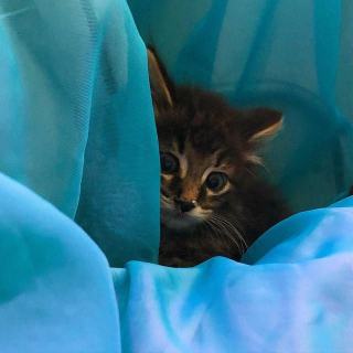 Illustration de l'article : En sauvant un chaton errant, cette employée de bureau lui offre tout ce dont il a toujours rêvé