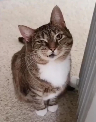 Illustration de l'article : Une chatte au visage déformé ressent le grand frisson du coup de foudre après 9 mois d'attente au refuge