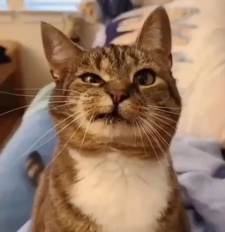 Illustration de l'article : Une chatte au visage déformé ressent le grand frisson du coup de foudre après 9 mois d'attente au refuge