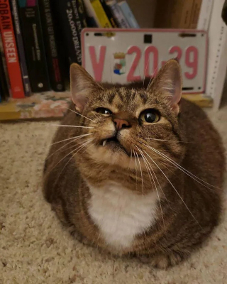 Illustration de l'article : Une chatte au visage déformé ressent le grand frisson du coup de foudre après 9 mois d'attente au refuge