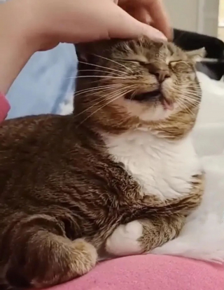 Illustration de l'article : Une chatte au visage déformé ressent le grand frisson du coup de foudre après 9 mois d'attente au refuge