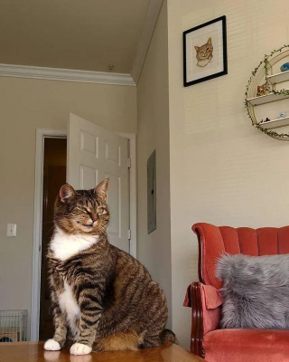 Illustration de l'article : Une chatte au visage déformé ressent le grand frisson du coup de foudre après 9 mois d'attente au refuge