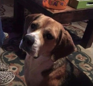 Illustration de l'article : Leur chien fugue et se fait adopter par une autre famille, qui refuse de leur rendre malgré la récompense promise