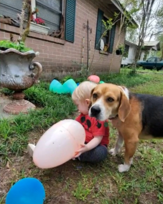 Illustration de l'article : Leur chien fugue et se fait adopter par une autre famille, qui refuse de leur rendre malgré la récompense promise