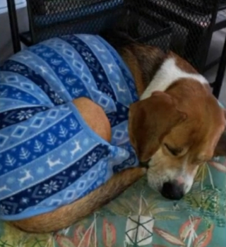 Illustration de l'article : Leur chien fugue et se fait adopter par une autre famille, qui refuse de leur rendre malgré la récompense promise