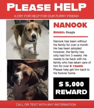 Illustration de l'article : Leur chien fugue et se fait adopter par une autre famille, qui refuse de leur rendre malgré la récompense promise