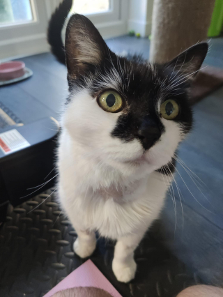 Illustration de l'article : Pour aider le refuge ayant sauvé sa défunte chatte, cet homme récolte des fonds en participant à un trek