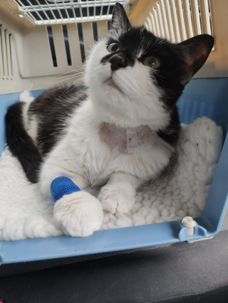 Illustration de l'article : Pour aider le refuge ayant sauvé sa défunte chatte, cet homme récolte des fonds en participant à un trek