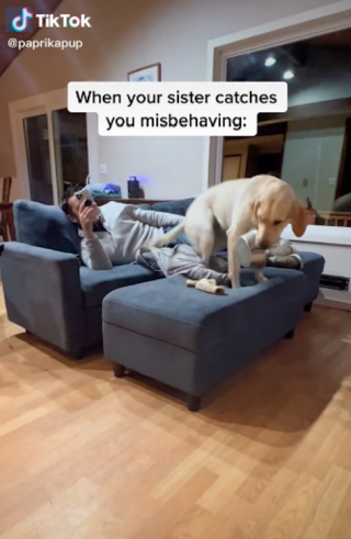 Illustration de l'article : Vidéo : cette chienne ne tolère aucun écart de conduite et aime rappeler sa sœur à l'ordre !