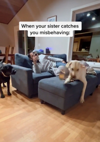 Illustration de l'article : Vidéo : cette chienne ne tolère aucun écart de conduite et aime rappeler sa sœur à l'ordre !