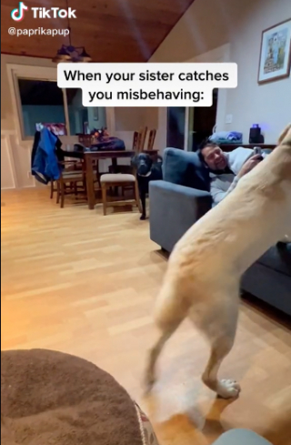 Illustration de l'article : Vidéo : cette chienne ne tolère aucun écart de conduite et aime rappeler sa sœur à l'ordre !