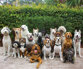 Illustration de l'article : 20 groupes de chiens semblant poser pour une photo de classe !