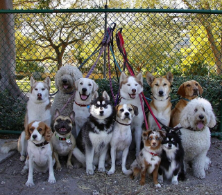 Illustration de l'article : 20 groupes de chiens semblant poser pour une photo de classe !