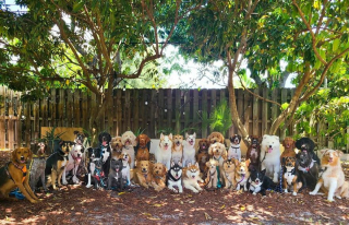 Illustration de l'article : 20 groupes de chiens semblant poser pour une photo de classe !
