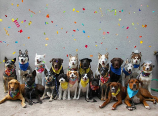 Illustration de l'article : 20 groupes de chiens semblant poser pour une photo de classe !
