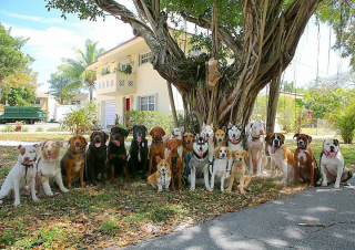 Illustration de l'article : 20 groupes de chiens semblant poser pour une photo de classe !