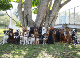 Illustration de l'article : 20 groupes de chiens semblant poser pour une photo de classe !