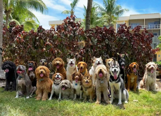 Illustration de l'article : 20 groupes de chiens semblant poser pour une photo de classe !