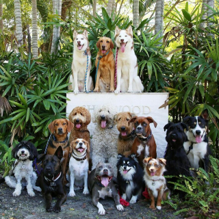 Illustration de l'article : 20 groupes de chiens semblant poser pour une photo de classe !