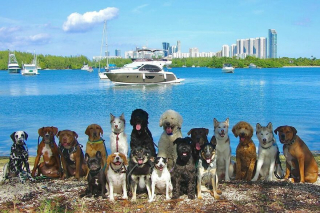 Illustration de l'article : 20 groupes de chiens semblant poser pour une photo de classe !