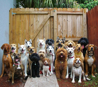 Illustration de l'article : 20 groupes de chiens semblant poser pour une photo de classe !